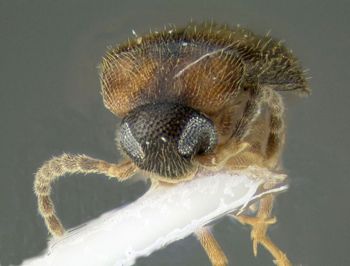 Media type: image;   Entomology 611219 Aspect: head frontal view